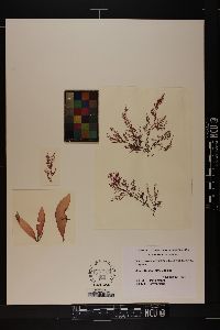 Rhodoglossum latissimum image