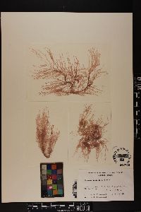 Crouania pleonospora image