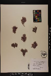 Corallina officinalis image