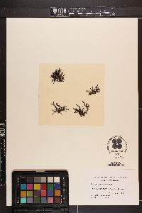 Perrinia ericoides image