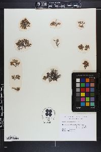 Laurencia botrychioides image