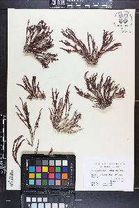 Champia lumbricalis image