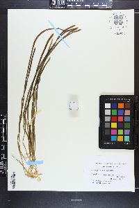 Caulerpa filiformis image