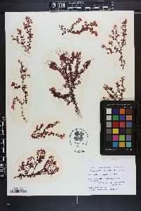 Botryocladia uvarioides image