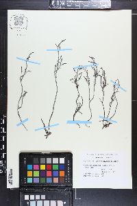 Brassicophycus brassicaeformis image