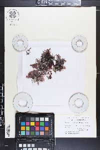 Trematocarpus scutellatus image