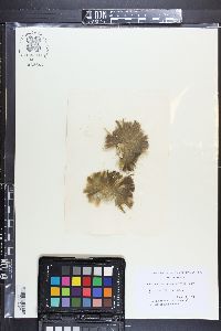 Chlorodesmis fastigiata image