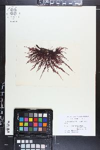 Carpoblepharis flaccida image