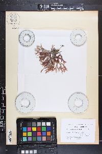 Rhodymenia australis image