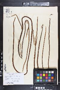 Myriogloea intestinalis image