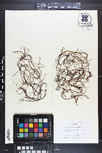 Dictyosiphon chordaria image