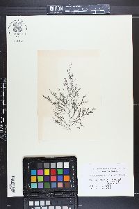Brongniartella australis image