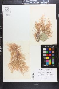 Wrangelia penicillata image