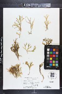 Rhodymenia natalensis image