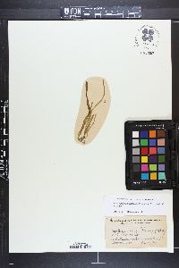 Scytosiphon canaliculatus image
