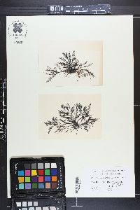 Polysiphonia strictissima image
