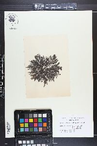 Brongniartella australis image