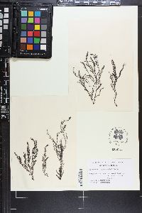 Bonnemaisonia geniculata image