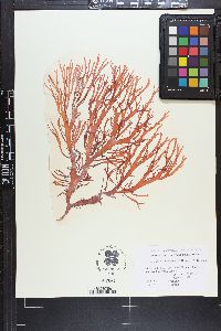 Sarcodiotheca dichotoma image