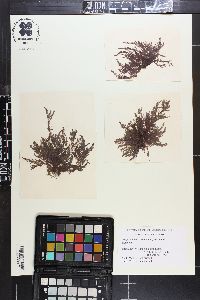 Herposiphonia ceratoclada image