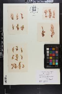 Porphyra columbina image