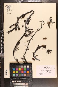 Herposiphonia ceratoclada image