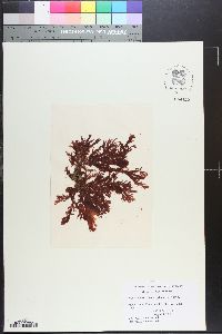 Euptilota formosissima image