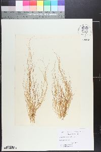 Gracilaria secundata image