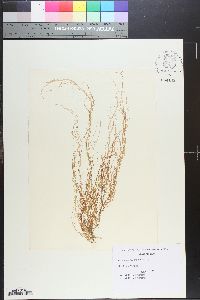 Gracilaria secundata image