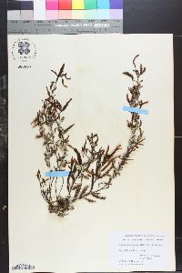 Sargassum sinicola image