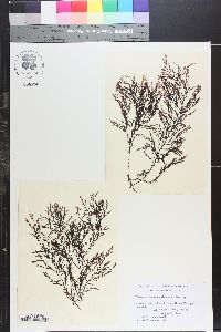 Pterosiphonia woodii image
