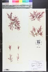Heterosiphonia plumosa image