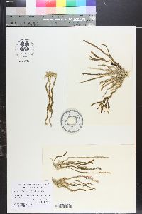 Caulerpa brownii image