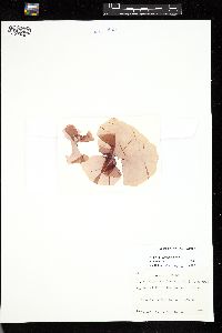 Pyropia leucosticta image