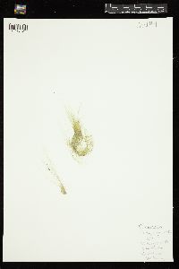 Enteromorpha flexuosa image