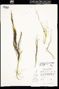 Acrothrix gracilis image