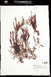 Bonnemaisonia hamifera image