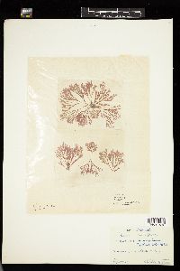 Bornetia secundiflora image