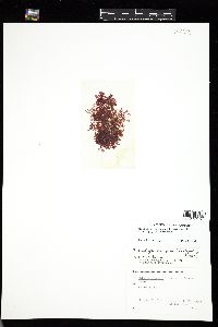 Callocolax neglectus image