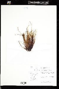 Devaleraea ramentacea image