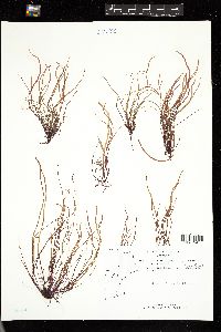 Devaleraea ramentacea image