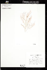 Dudresnaya verticillata image