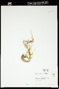 Bryopsis duchassaingii image