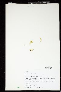 Bryopsis gemellipara image