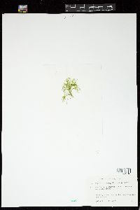 Bryopsis plumosa image