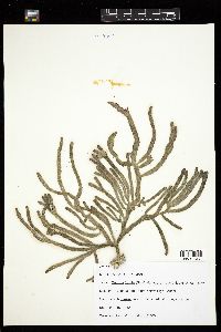Codium fragile subsp. tasmanicum image