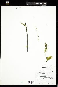 Kornmannia leptoderma image