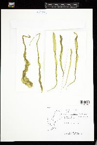 Enteromorpha intestinalis image