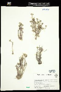 Chamaedoris peniculum image