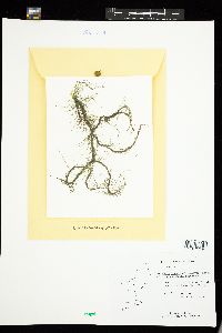 Cladophora albida image